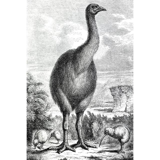 Engraving Of Exterminated Moa And Kiwi From 1870 by Grafissimo - No Frame Art Prints on Canvas Lark Manor Size: 122cm H x 81cm W on Productcaster.