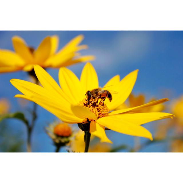 Gathering Nectar von Cimmerian - Kunstdrucke auf Leinwand Marlow Home Co. Größe: 60 cm H x 90 cm B on Productcaster.