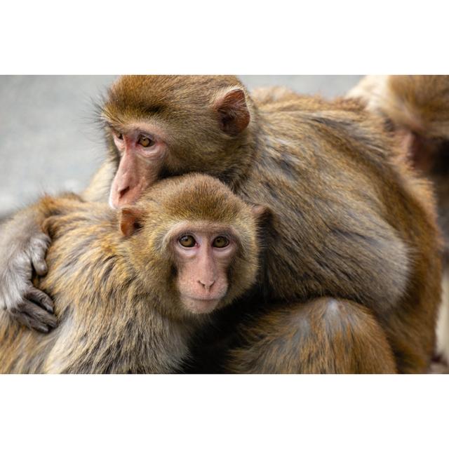 Rhesus Macaques 17 Stories Size: 30cm H x 46cm W on Productcaster.