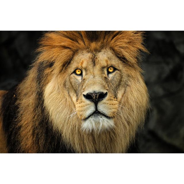 Lion by Denisapro - Wrapped Canvas Photograph Ebern Designs Size: 81Cm H x 122Cm W on Productcaster.