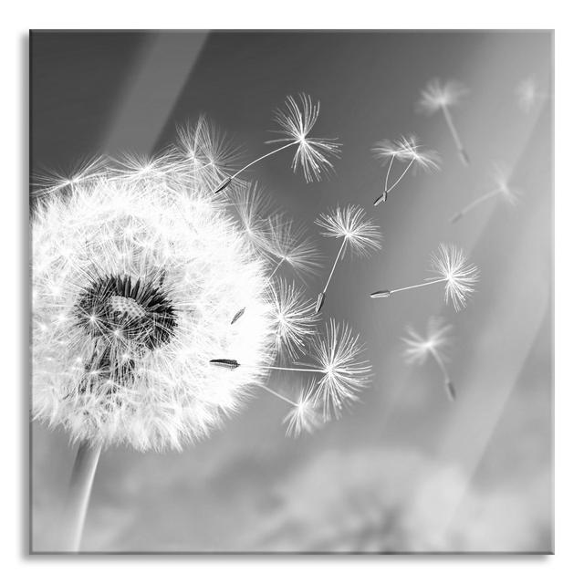 Glasbild Dandelion Seeds Art, Black and White Brayden Studio Größe: 40 cm H x 40 cm B x 0.4 cm T on Productcaster.