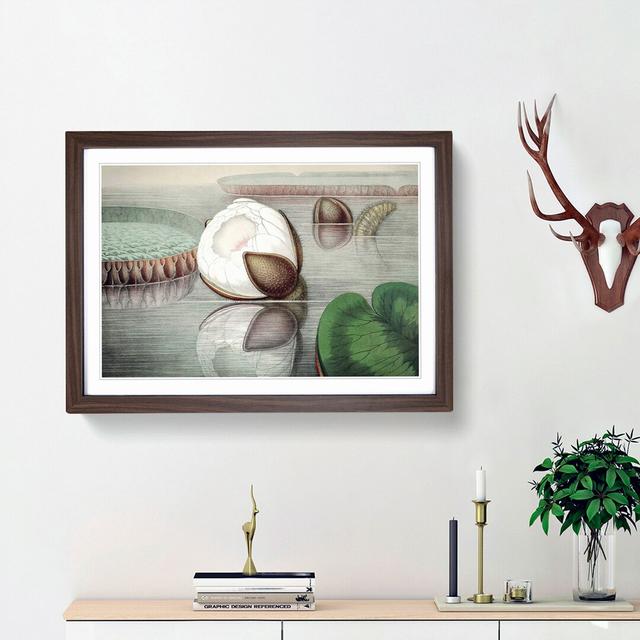 Gigantic Water Lily Opening by William Sharp - Picture Frame Painting Print East Urban Home Frame Option: Walnut Framed, Size: 36cm H x 48cm W x 2cm D on Productcaster.