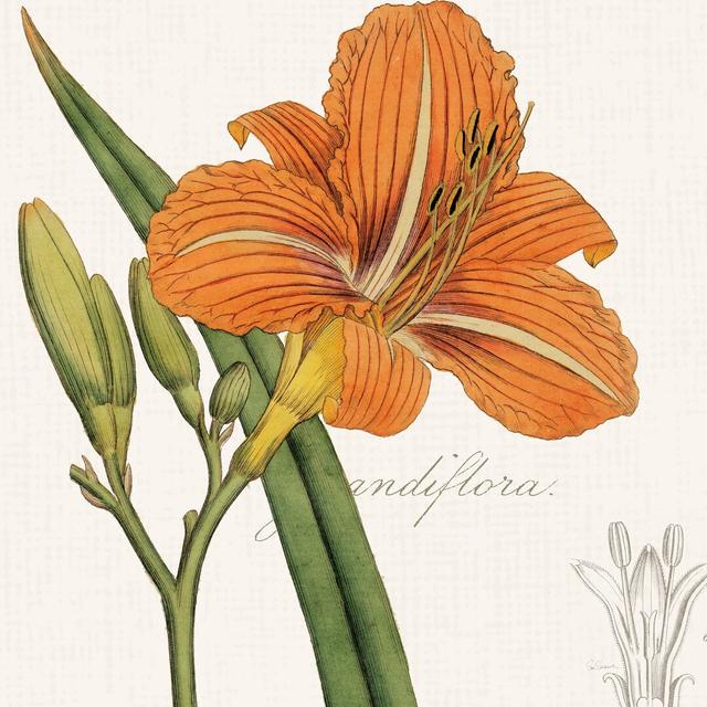 Vintage Flora Day Lily by Sue Schlabach - Wrapped Canvas Painting Rosalind Wheeler Size: 91cm H x 91cm W on Productcaster.