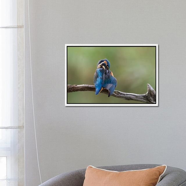 Kingfisher Preening by Dean Mason - Print on Canvas Ebern Designs Size: 45.72cm H x 66.04cm W x 3.81cm D, Format: White Framed on Productcaster.