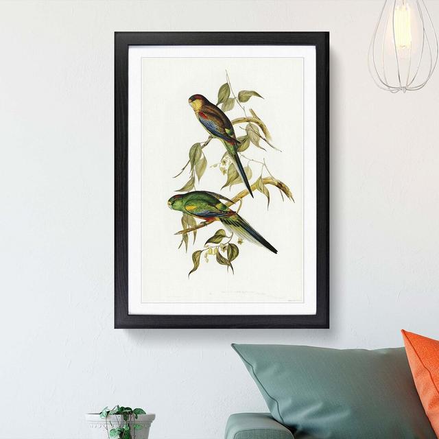 Colourful Parakeets by Elizabeth Gould - Picture Frame Painting East Urban Home Size: 36cm H x 27cm W x 2cm D, Frame Option: Black Framed on Productcaster.