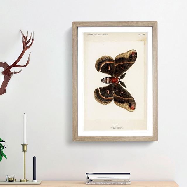 Cecropia Moth by S.F. Denton - Picture Frame Graphic Art Print East Urban Home Frame Option: Oak Framed, Size: 48cm H x 36cm W x 2cm D on Productcaster.