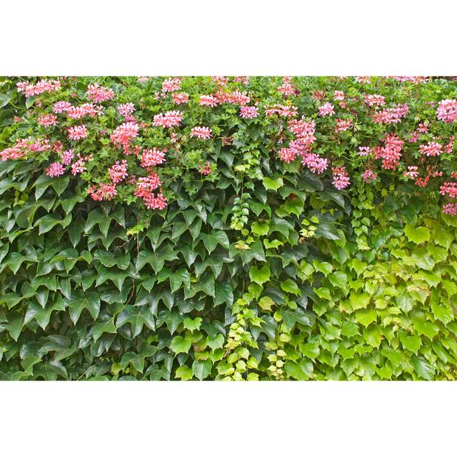 Green Wall with Flower - Wrapped Canvas Photograph Metro Lane Size: 51cm H x 76cm W on Productcaster.