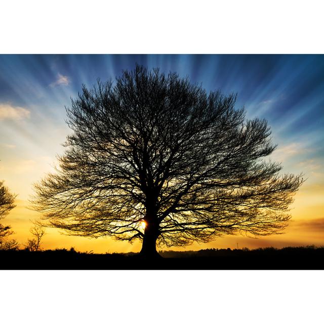 Power Tree by Dennisvdw - Wrapped Canvas Print Ebern Designs Size: 61cm H x 91cm W x 3.8cm D on Productcaster.