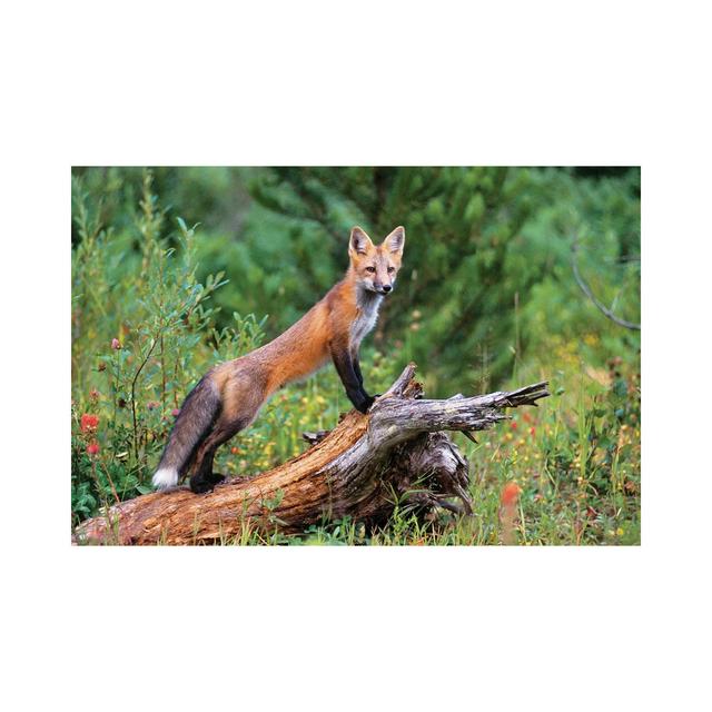 Red Fox Standing Confidently on a Log - Wrapped Canvas Photograph Alpen Home Size: 30.48cm H x 45.72cm W x 1.91cm D on Productcaster.