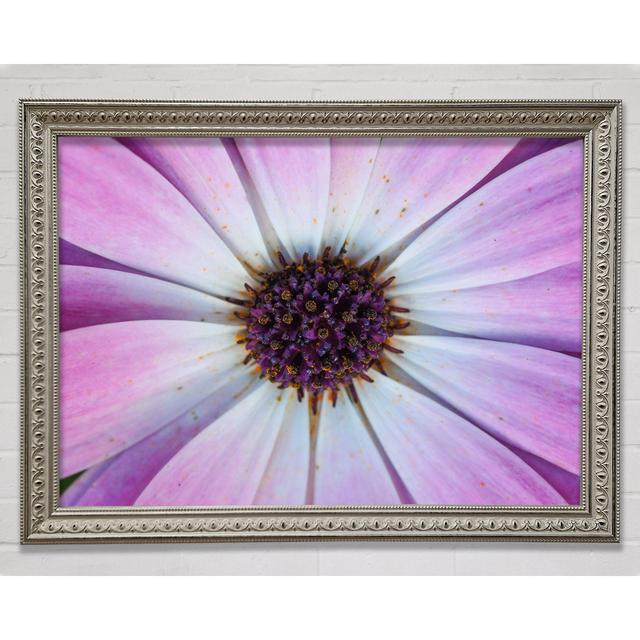 Purple Flower Close Up And Personal Framed Print Bright Star Size: 100cm H x 141.4cm W x 3cm D on Productcaster.