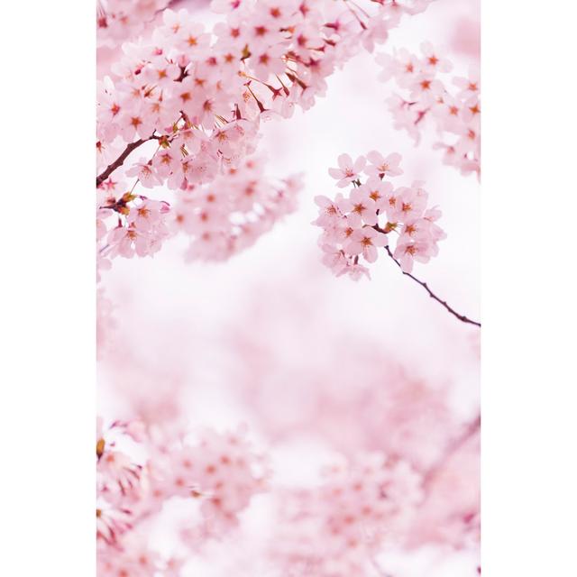 Beautiful Cherry Blossom by Ooyoo - No Frame Print on Canvas 17 Stories Size: 46cm H x 30cm W on Productcaster.