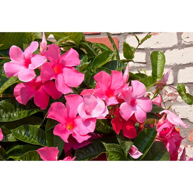 Pink Mandevilla Ebern Designs Size: 91cm H x 61cm W x 3.8cm D on Productcaster.