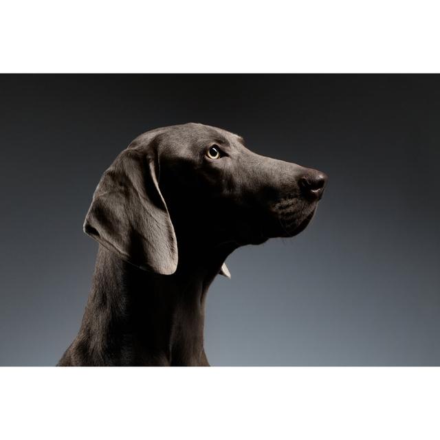 Weimaraner Dog by Seregraff - Wrapped Canvas Print 17 Stories Size: 30cm H x 46cm W on Productcaster.