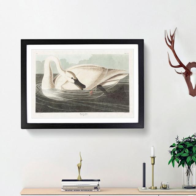 Trumpeter Swan by John James Audubon - Picture Frame Painting Print East Urban Home Frame Option: Black Framed, Size: 27cm H x 36cm W x 2cm D on Productcaster.