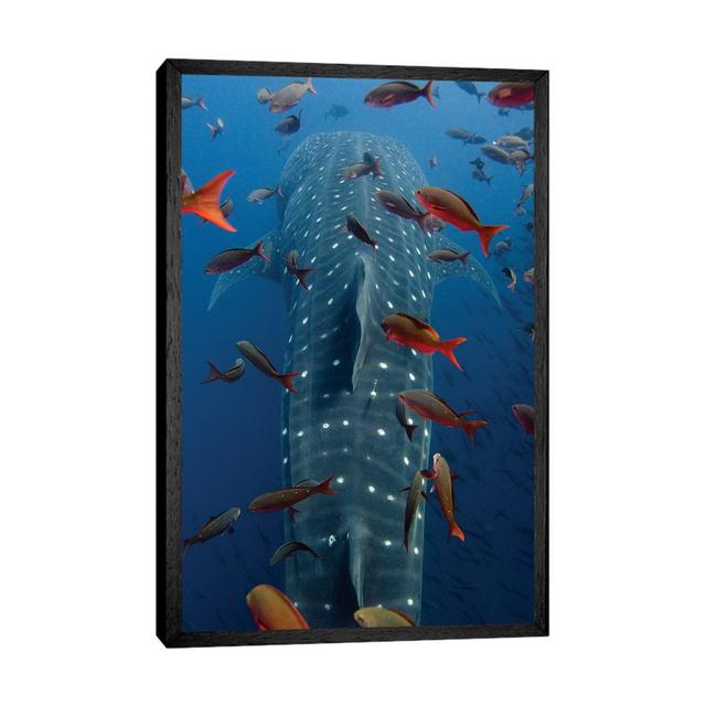 Walhai schwimmt mit anderen tropischen Fischen, Wolfsinsel, Galapagos Inseln, Ecuador Beachcrest Home Größe: 101,06 cm H x 66,04 cm B x 3,81 cm T, For on Productcaster.