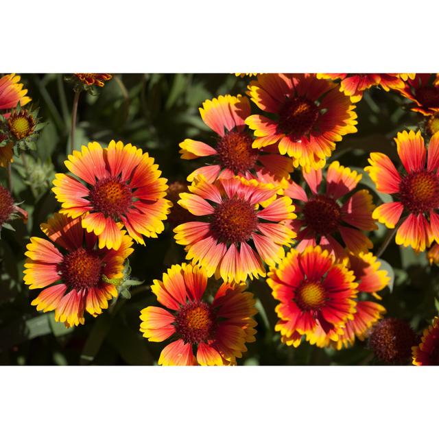 Blanket Flowers von HMetal - Leinwandbild Brambly Cottage Größe: 60 cm H x 90 cm B on Productcaster.