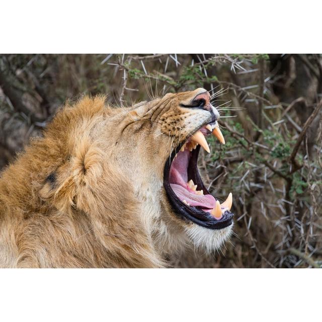 Lion Roaring by Pchoui - No Frame Print on Canvas 17 Stories Size: 81cm H x 122cm W on Productcaster.