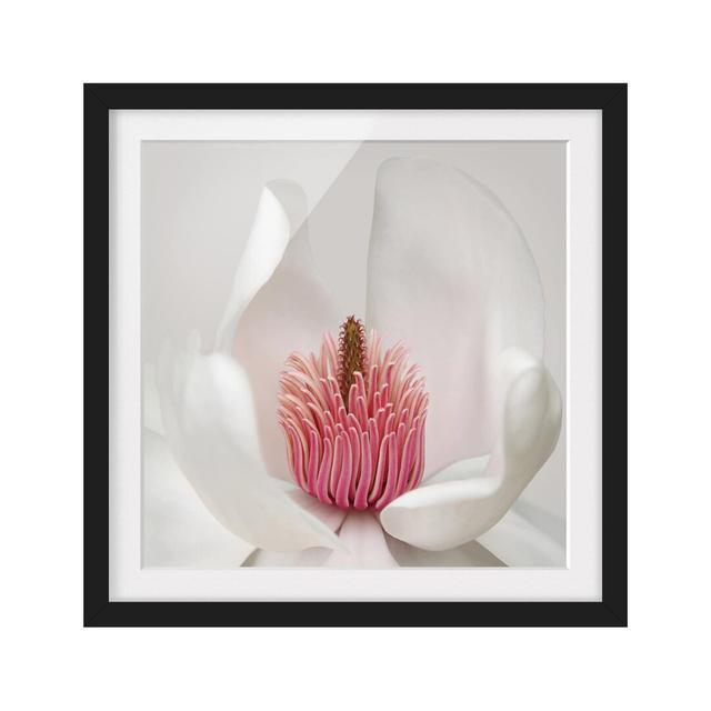 Gerahmtes Papierbild Magnolie in Rosa East Urban Home Größe: 50 cm H x 50 cm B, Rahmenoptionen: Mattes Schwarz on Productcaster.