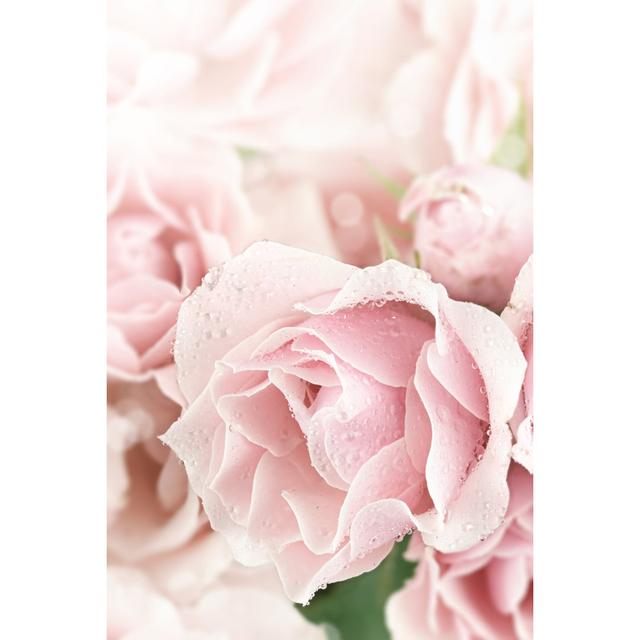 Berinda Closeup Of Rose by StephanieFrey - Wrapped Canvas Photograph Marlow Home Co. Size: 76cm H x 51cm W x 3.8cm D on Productcaster.