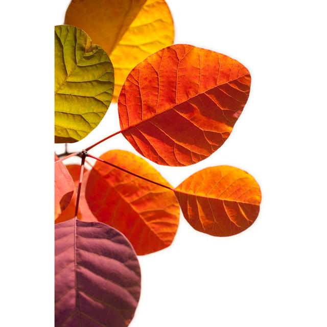 Autumn Leaves by Malerapaso - Wrapped Canvas Art Prints 17 Stories Size: 30cm H x 20cm W x 3.8cm D on Productcaster.