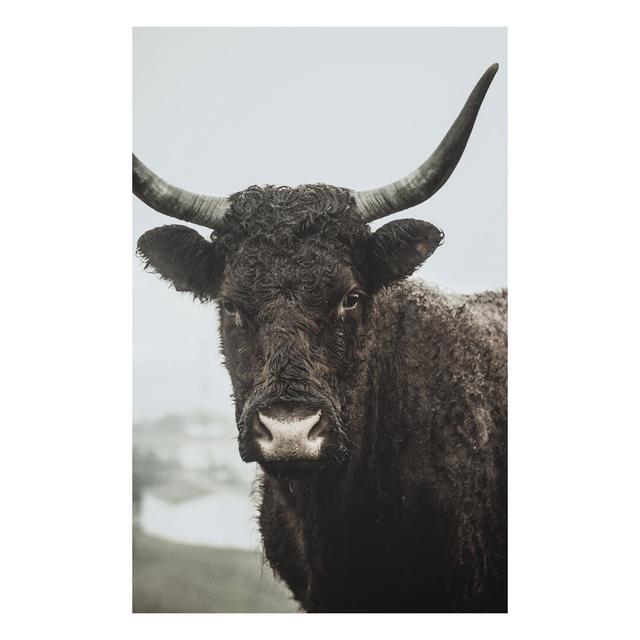 Moody Cow - Wrapped Canvas Photograph Print August Grove Size: 76cm H x 51cm W x 3.8cm D on Productcaster.