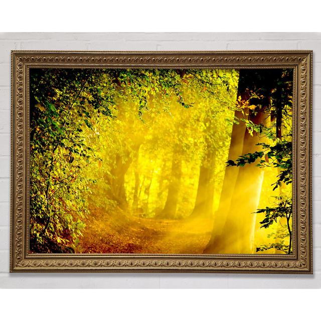 Enchanted Forest Framed Print Bright Star Size: 29.7cm H x 42cm W x 3cm D on Productcaster.