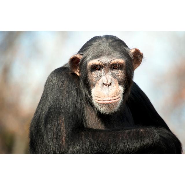 Young Chimpanzee by Sfmorris - Wrapped Canvas Print 17 Stories Size: 61cm H x 91cm W on Productcaster.