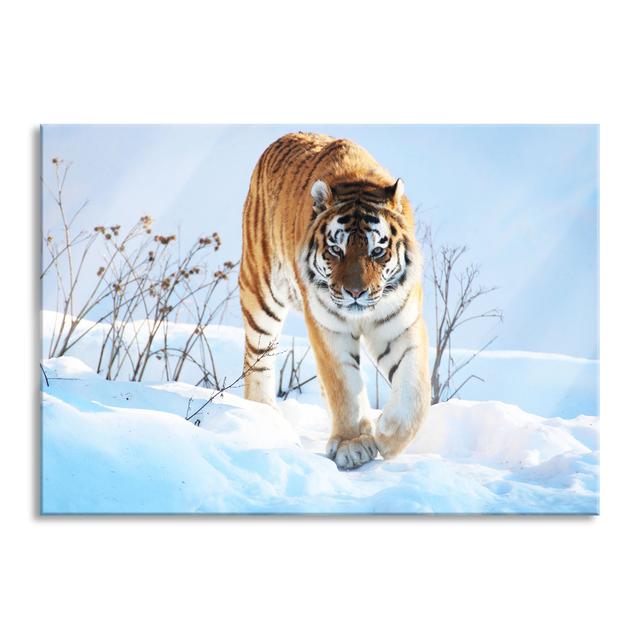 Proud Tiger in the Snow - Unframed Photograph on Glass Brayden Studio Size: 70cm H x 100cm W x 0.4cm D on Productcaster.