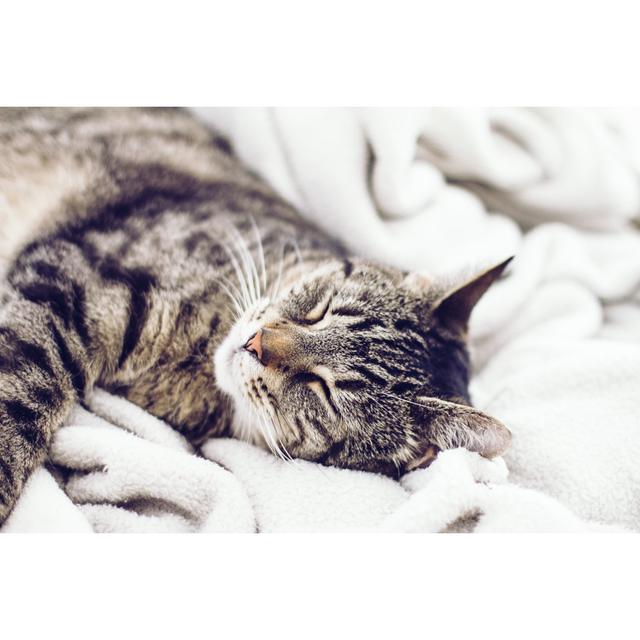 Sleeping Cat - Wrapped Canvas Photograph Ebern Designs Size: 20"H x 30"W on Productcaster.