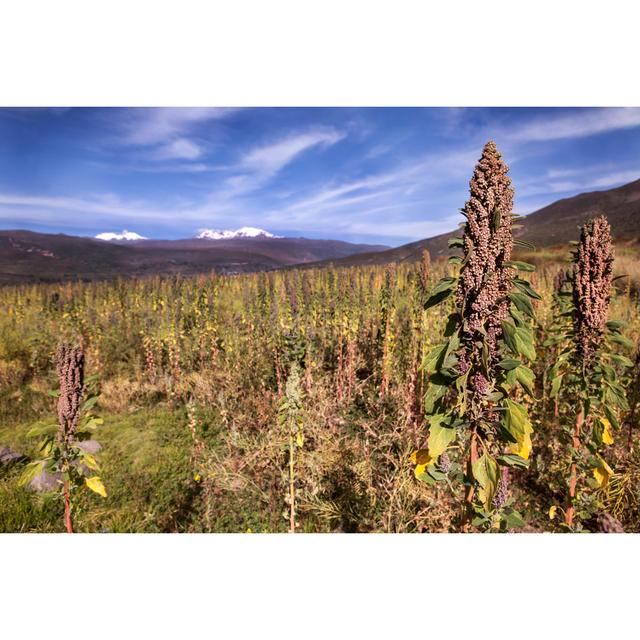 Engstrom Quinoa - Wrapped Canvas Print Alpen Home Size: 51cm H x 76cm W x 3.8cm D on Productcaster.