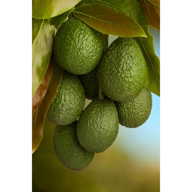 Hass Avocado by Pixhook - No Frame Art Prints on Canvas 17 Stories Size: 122cm H x 81cm W on Productcaster.