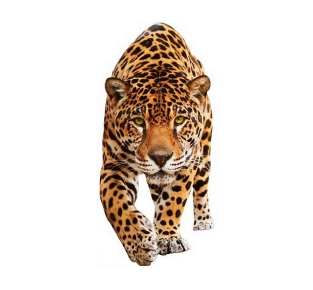 Creeping Jaguar Wall Sticker East Urban Home Size: 259cm H x 122cm W on Productcaster.