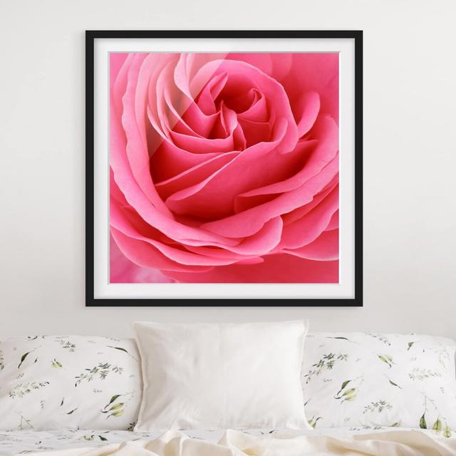 Gerahmter Fotodruck Funny Pink Rose East Urban Home Rahmenoptionen: Mattes Schwarz, Größe: 70 cm H x 70 cm B on Productcaster.