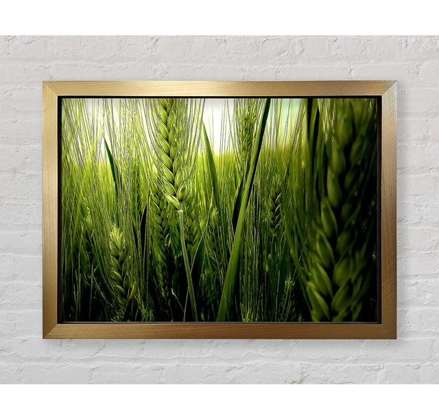 Life Below The Reeds - Single Picture Frame Art Prints 17 Stories Size: 42cm H x 59.7cm W on Productcaster.