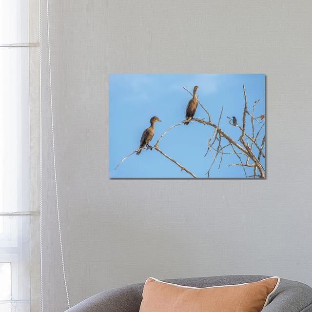 Bird Talk, Cormorants by Louis Ruth - Wrapped Canvas Print Latitude Run Size: 45.72cm H x 66.04cm W x 3.81cm D on Productcaster.