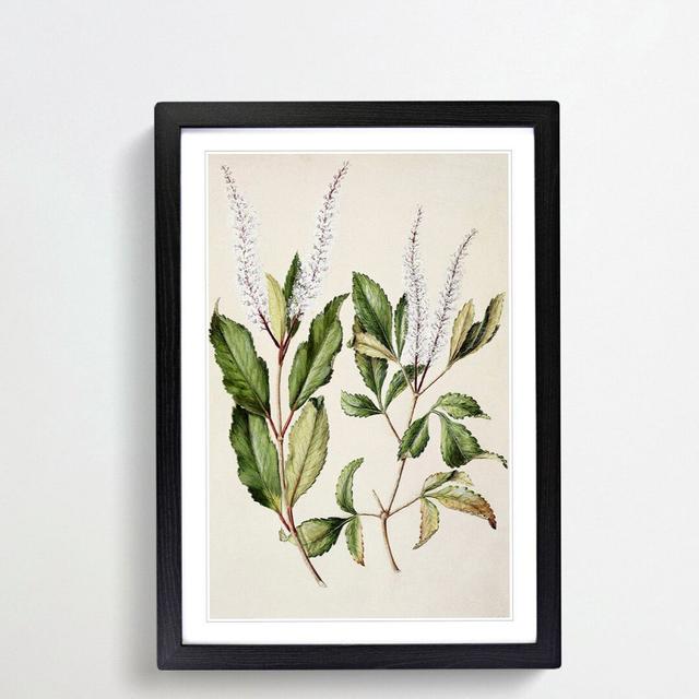 Kamahi Tawhero Flowers by Sarah Featon - Picture Frame Graphic Art Print East Urban Home Size: 36cm H x 27cm W x 2cm D, Frame Option: Black Framed on Productcaster.