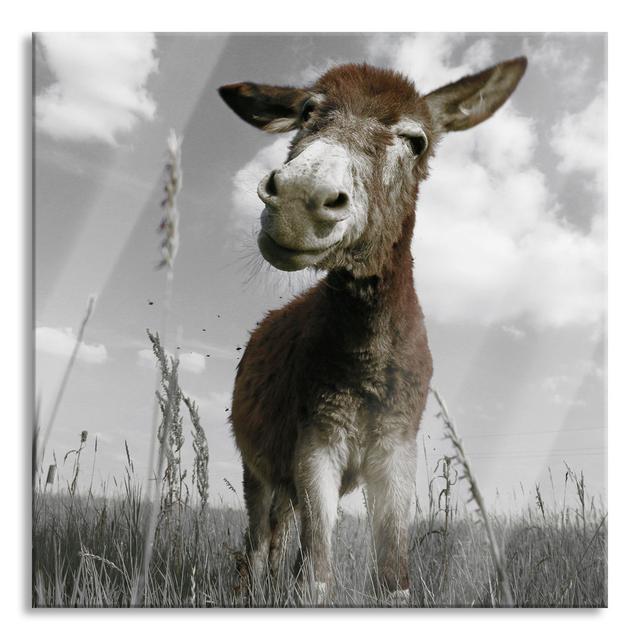 Donkey in the Field - Unframed Photograph on Glass August Grove Size: 70cm H x 70cm W x 0.4cm D on Productcaster.