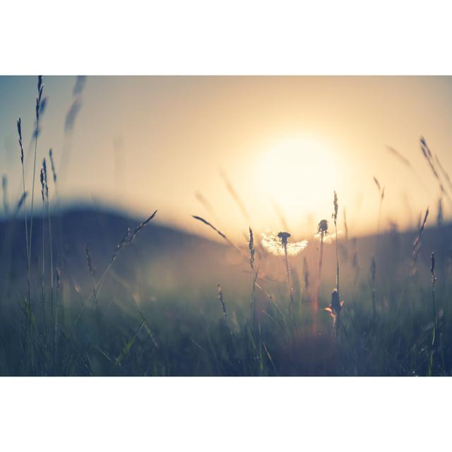 Wild Grass With Dandelions by Olga_Gavrilova - Wrapped Canvas Print 17 Stories Size: 30cm H x 46cm W x 3.8cm D on Productcaster.