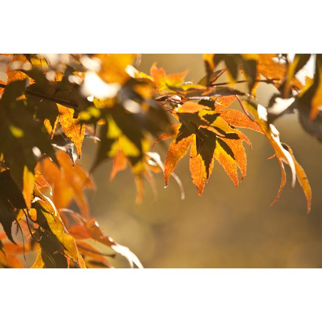 Autumn Leaves by JaysonPhotography - Wrapped Canvas Print 17 Stories Size: 30cm H x 46cm W on Productcaster.