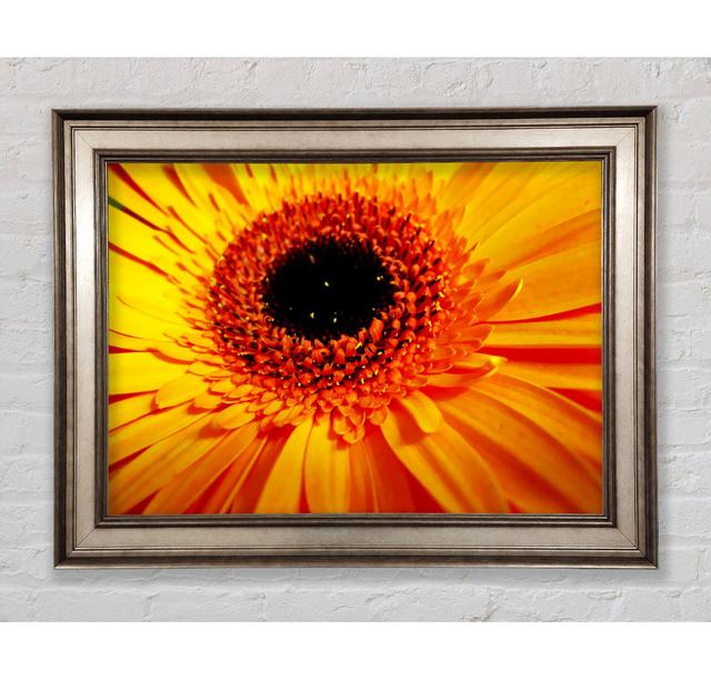 Golden Gerbera Centre - Bilderrahmen Kunstdrucke Bright Star Größe: 59,7 cm H x 84,1 cm B on Productcaster.