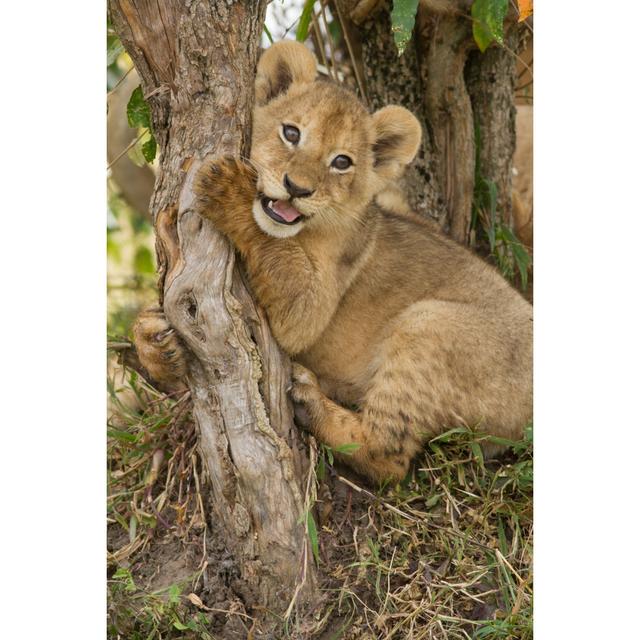 Lion Cub Playing by - on Latitude Run Size: 122cm H x 81cm W x 3.8cm D on Productcaster.