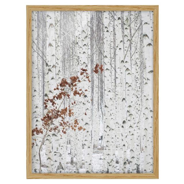 Birches in Autumn - Picture Frame Graphic Art Alpen Home Frame Option: Oak Framed, Size: 40cm H x 30cm W x 2cm D on Productcaster.