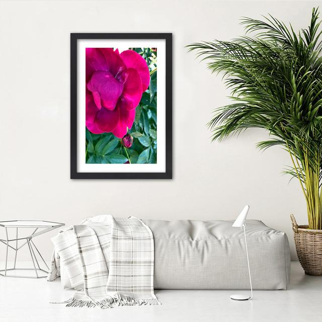 Gerahmtes Poster Pink Peony 17 Stories Größe: 100 cm H x 70 cm B x 2 cm T on Productcaster.