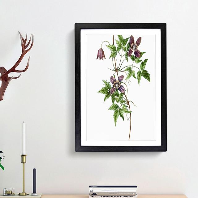 Alpine Clematis Flowers by Pierre-Joseph Redoute - Picture Frame Painting Print on Paper East Urban Home Size: 63cm H x 45cm W x 2cm D, Frame Option: on Productcaster.