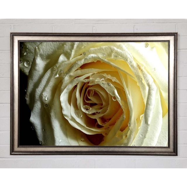 White Rose On Black Velvet Framed Print Canora Grey Size: 29.7cm H x 42cm W x 1.5cm D, Format: Gunmetal Framed Paper on Productcaster.