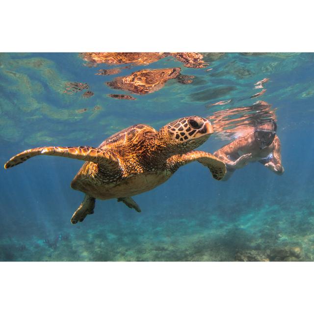 Hawaiian Green Sea Turtle by ShaneMyersPhoto - Wrapped Canvas Print 17 Stories Size: 51cm H x 76cm W on Productcaster.