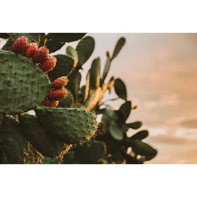 Falun Close Up Prickly Pear by Walmor Santos - Print Alpen Home Size: 81cm H x 122cm W x 3.8cm D on Productcaster.