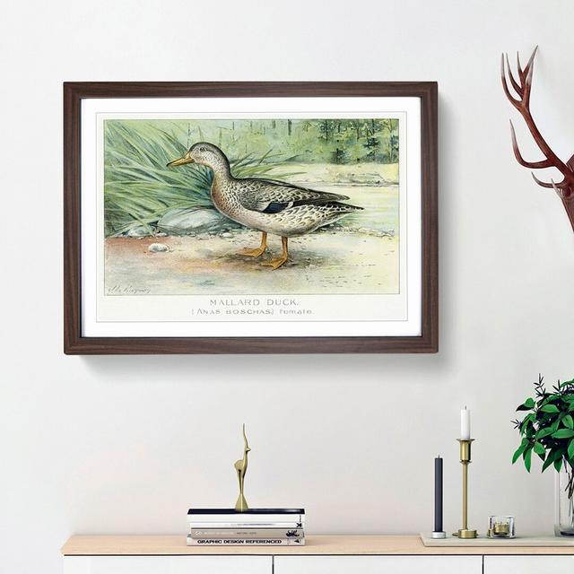 A Mallard Duck by J.L. Ridgway - Single Picture Frame Painting East Urban Home Size: 33cm H x 45cm W x 2cm D, Frame Option: Walnut Framed on Productcaster.