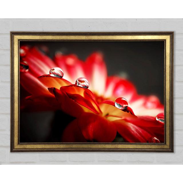 Macro Drops - Single Picture Frame Art Prints Brayden Studio Size: 21cm H x 29.7cm W x 1.5cm D on Productcaster.