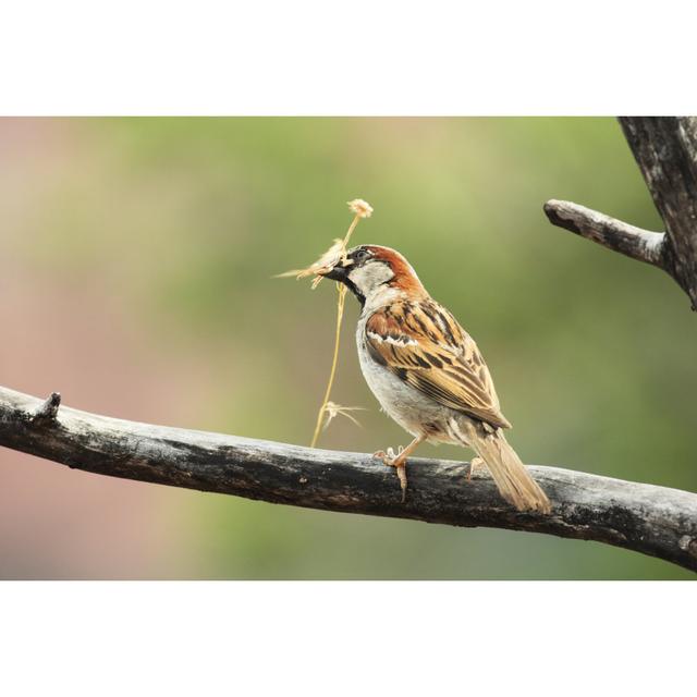 Male House Sparrow - Wrapped Canvas Art Prints Marlow Home Co. Size: 30cm H x 46cm W x 3.8cm D on Productcaster.